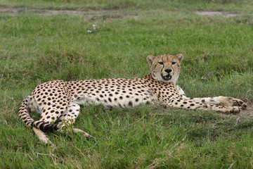 Cheetah Botswana Africa savannah wild animal mammal