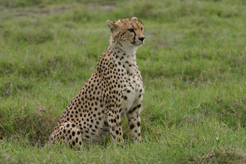 Cheetah Botswana Africa savannah wild animal mammal