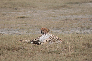 Cheetah Botswana Africa savannah wild animal mammal