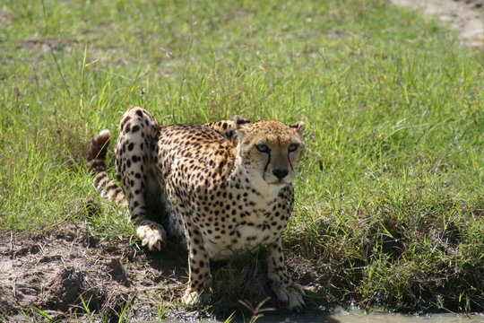 Cheetah Botswana Africa savannah wild animal mammal