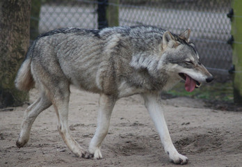 Fototapeta na wymiar The Eurasian wolf (Canis lupus lupus)