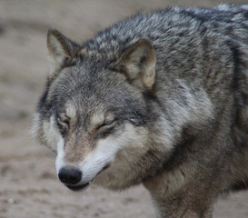 Naklejka na ściany i meble The Eurasian wolf (Canis lupus lupus)