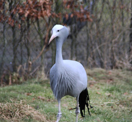 The blue crane (Grus paradisea)