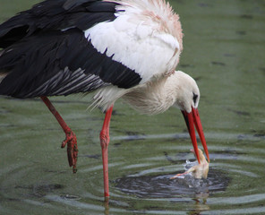 The white stork (Ciconia ciconia)