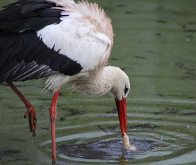 The white stork (Ciconia ciconia)