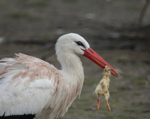 The white stork (Ciconia ciconia)