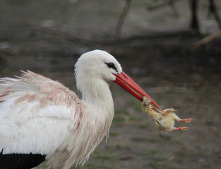 The white stork (Ciconia ciconia)