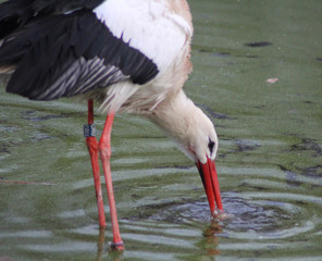 The white stork (Ciconia ciconia)