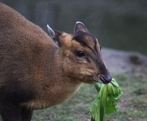 The Reeves's muntjac (Muntiacus reevesi)