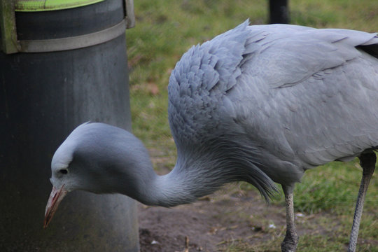 The blue crane (Grus paradisea)
