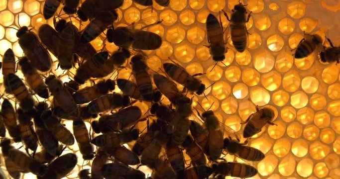 Swarm of bees on honey nest work honey wax and pollen