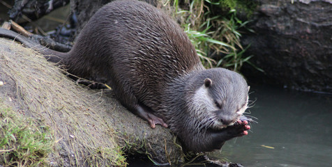 Asian Small clawed otter