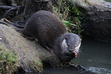 Asian Small clawed otter