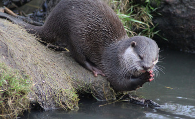 Asian Small clawed otter