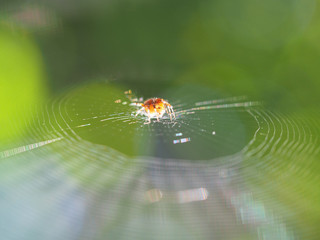 Spider on his net with soft background focus