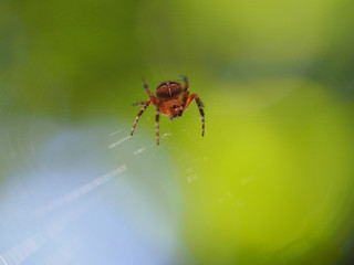 Spider on his net with soft background focus