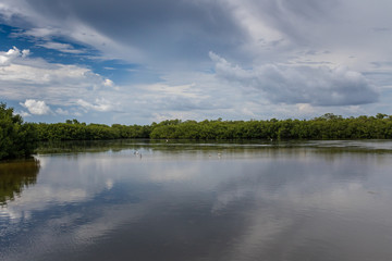 Summer Landscape, J.N. ''Ding'' Darling National Wildlife Refuge, Sanibel Island, Florida, USA