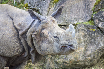 Obraz premium Rhinocéros