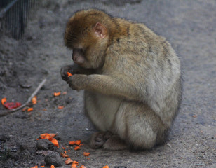 The Barbary macaque (Macaca sylvanus)