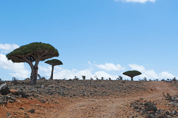 Yemen, 07/02/2013: la foresta degli alberi di drago nel canyon di Shibham, area protetta dell'altopiano di Dixam nella parte centrale dell'isola di Socotra, patrimonio mondiale dell'Unesco dal 2008