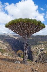 Yemen, 07/02/2013: la foresta degli alberi di drago nel canyon di Shibham, area protetta...