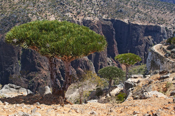Yemen, 07/02/2013: la foresta degli alberi di drago nel canyon di Shibham, area protetta dell'altopiano di Dixam nella parte centrale dell'isola di Socotra, patrimonio mondiale dell'Unesco dal 2008