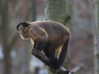 The tufted capuchin (Sapajus apella)