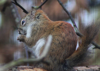 The American red squirrel (Tamiasciurus hudsonicus)