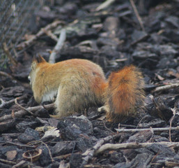 The American red squirrel (Tamiasciurus hudsonicus)