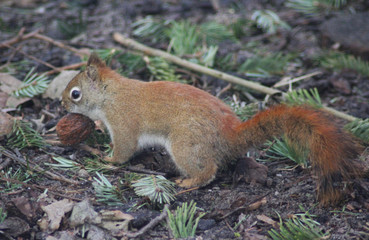 The American red squirrel (Tamiasciurus hudsonicus)