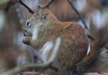 The American red squirrel (Tamiasciurus hudsonicus)