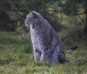 The Eurasian lynx (Lynx lynx)
