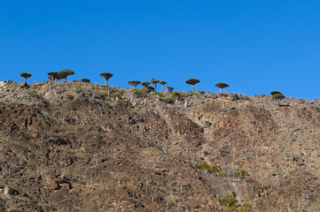 Yemen, 07/02/2013: la foresta degli alberi di drago a Dirhur, area protetta sule montagne Dixam...