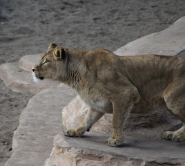 African female lion