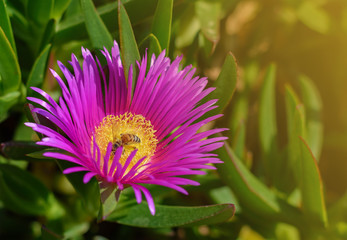 Pink flower close with bee up at sunlight