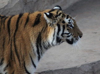The Bengal tiger (Panthera tigris tigris)