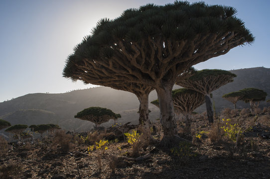 Yemen, 07/02/2013: la foresta degli alberi di drago a Dirhur, area protetta sule montagne Dixam Plateau nell'isola di Socotra, patrimonio mondiale dell'Unesco dal 2008
