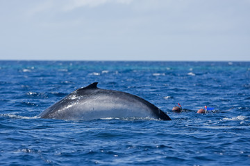 humpback whale, megaptera novaeangliae, Tonga, Vava'u island