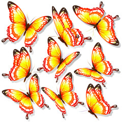 beautiful orange butterflies, isolated  on a white