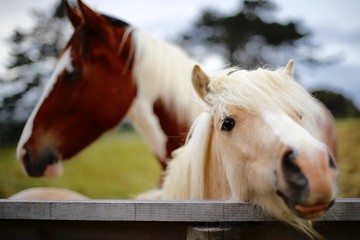 A pony sticking his head over a gate for a portrait. In the background a brown and white horse head...