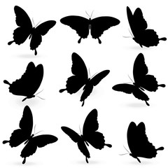 black butterfly, isolated on a white
