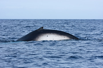 humpback whale, megaptera novaeangliae, Tonga, Vava'u island