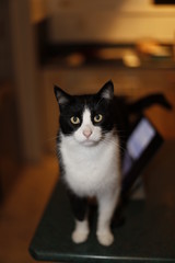 Cat sandng on a kitchen bench. Out of focus kitchen in the background