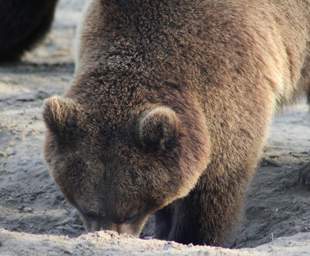 The Eurasian brown bear (Ursus arctos arctos)