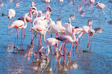Fototapeta premium Group of pink flamingos on the sea at Walvis Bay, the atlantic coast of Namibia, Africa.