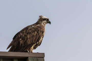 Osprey, J.N. ''Ding'' Darling National Wildlife Refuge, Sanibel Island, Florida, USA