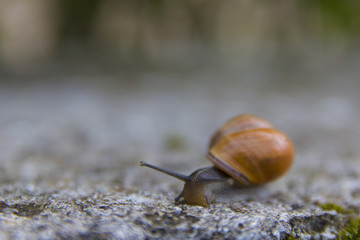 Escargot