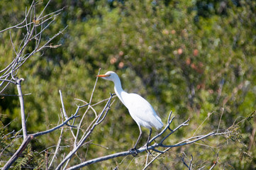 Egret