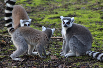 The ring-tailed lemur (Lemur catta)	