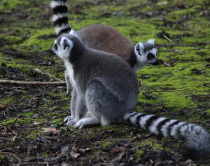 The ring-tailed lemur (Lemur catta)	